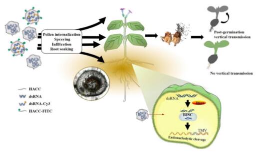 China makes breakthroughs in preventing virus disease of Solanaceae